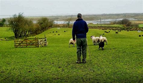 On a Sheep Farm in Ireland