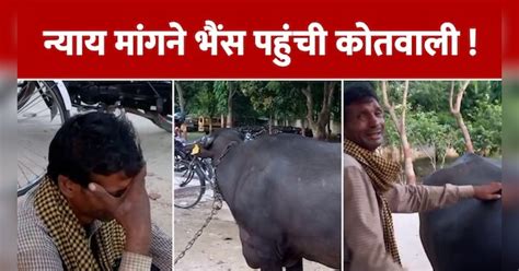 Kannauj Buffalo Viral Video Farmer Demanded Justice For Buffalo In