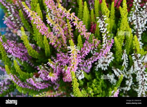 Heather Calluna Garden Girls Hi Res Stock Photography And Images Alamy