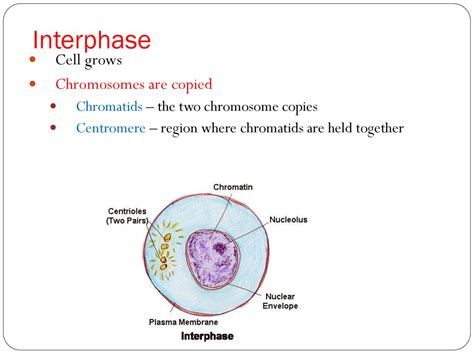 Cell Division. - ppt download