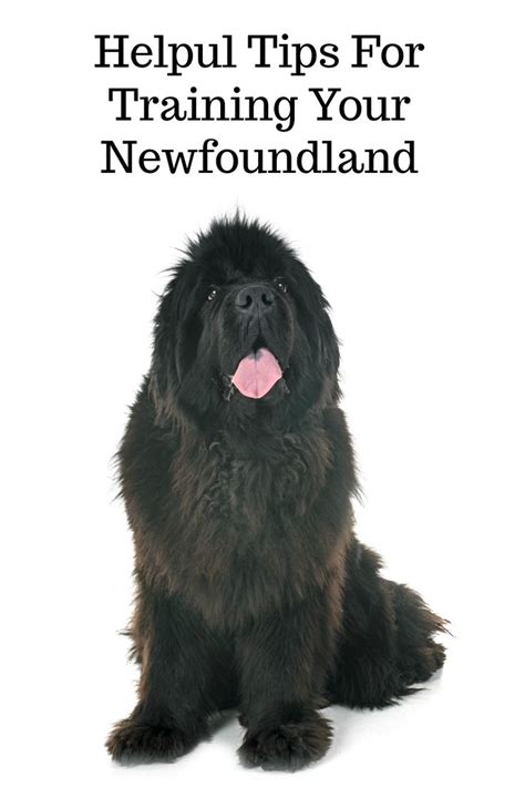 10 Tips For Training Your Newfoundland Dog | Newfoundland dog, Newfoundland dog puppy ...