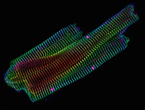 Cardiomyocytes Cardiac Muscle Cells Structure Function Cell