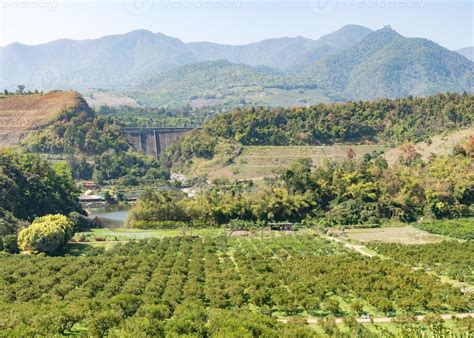 Organic orange farm 9395024 Stock Photo at Vecteezy