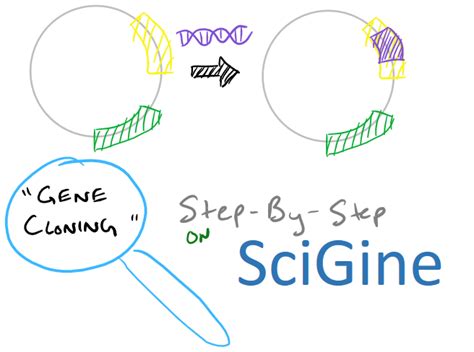 Gene Cloning using Plasmids: Molecular Cloning Intro - SciGine