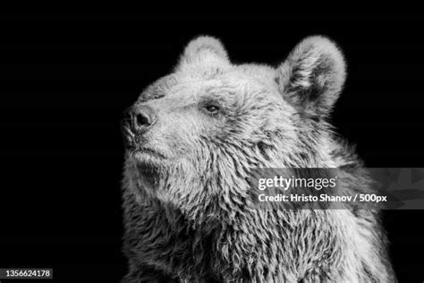 Polar Bear Black Background Photos And Premium High Res Pictures