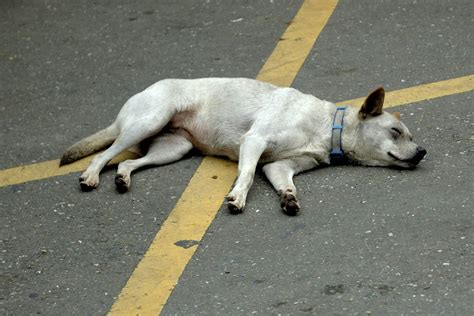 Fainting in Dogs - Definition, Cause, Solution, Prevention, Cost