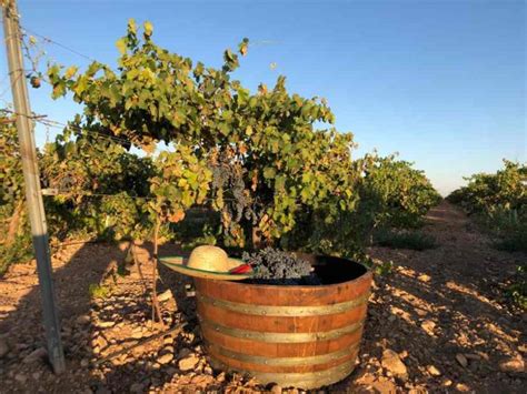 Vive la vendimia en el mayor viñedo del mundo en la Ruta del Vino de