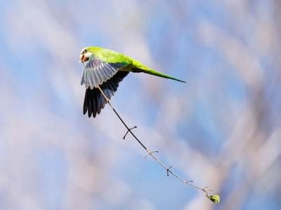 Monk Parakeet Nesting (Behavior, Eggs + Location) | Birdfact