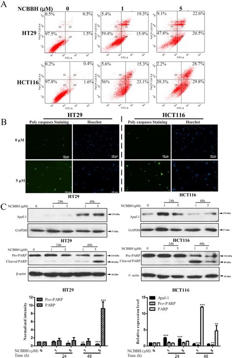 NCBBH Triggered Cell Apoptosis In Both HT29 And HCT116 Cells A