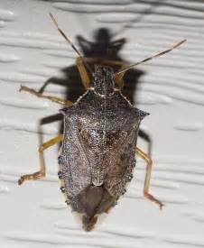 Orange Trimmed Brown Stink Bug Podisus Maculiventris BugGuide Net