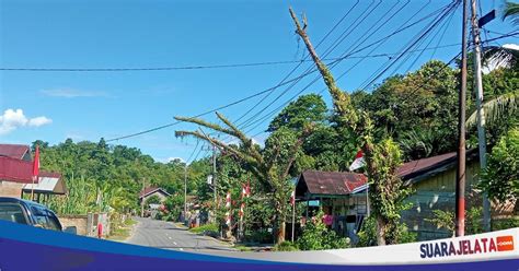 Pohon Terembesi Di Jalan Kota Sinabang Sudah Mengering Dan Ancam