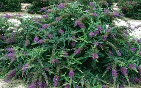 Purple Haze Dwarf Butterfly Bush Shrubs Plants Butterfly Bush Shrubs