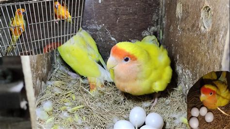 LovebirdS Lovely Breeding Progress And Sun Conure Breeding Setup 2023 M