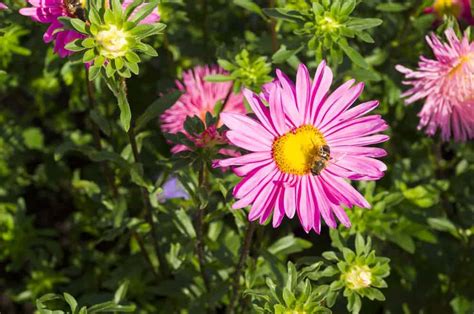 How to Plant Painted Daisy? (Complete Growing & Care Tips)