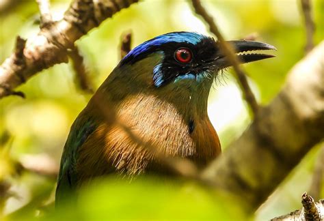 Bird Motmot Ornithology - Free photo on Pixabay - Pixabay