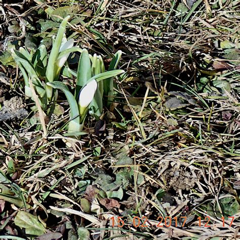 Les Fourgs Le Toit Du Haut Doubs Aux Petits Fourgs Les Crocus Ont De