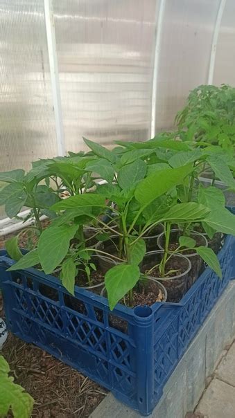 Продам рассаду помидор ( Алсу, Розовый мёд, Батяня, Буденовка ...