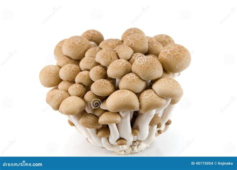 Buna Shimeji Mushrooms Stock Photo Image Of Brown Marsh 40775054