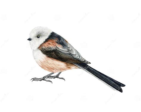 Long Tailed Tit Bird Watercolor Illustration Hand Drawn Realistic