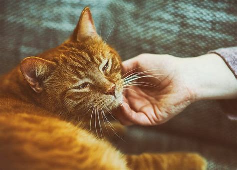 Cuatro Razones Por Las Que Los Gatos Ronronean Advantage Petcare