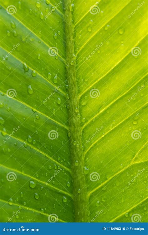 Hoja Verde Con Descensos Del Agua Naturaleza Rayada Verde Abstracta B