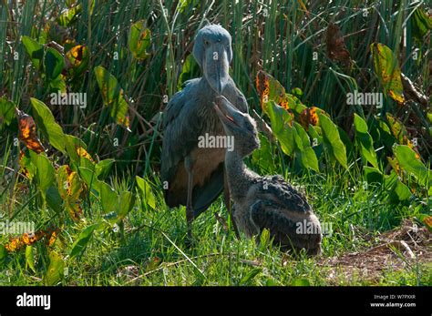 Shoebill stork on nest hi-res stock photography and images - Alamy