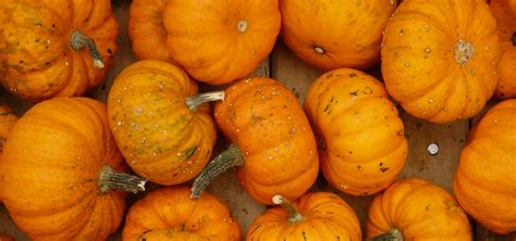 Le Semis Des Courges Et Courgettes