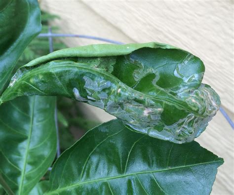 Citrus Leaves Looking Bad Asian Citrus Leaf Miner Brazoria