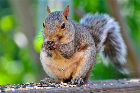 Squirrels: 11 Methods to Keep Them Away From Your Garden