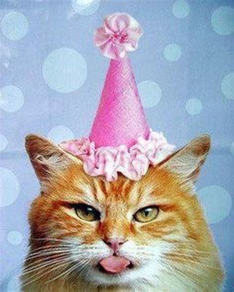 101 Funny Cat Birthday Memes For The Feline Lovers In Your Life Happy