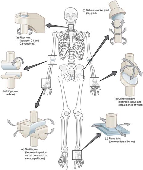 Hinge Joint - Ginglymoid Joint - Knowlative