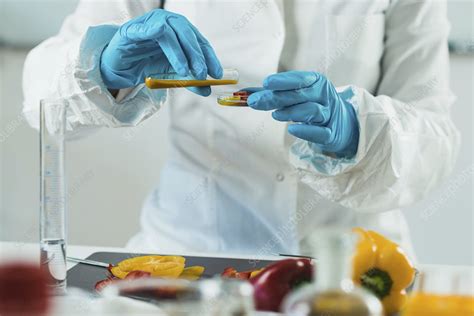 Food Safety Inspector Working With Vegetables Stock Image F024 4875