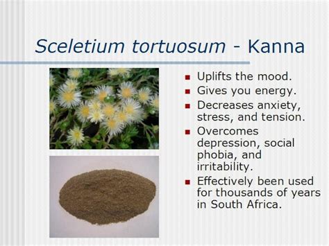 Sceletium Tortuosum Kanna - Etsy