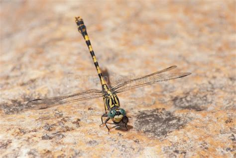 Lib Lula Cern Calo Invertebrados Del Mass S Del Montseny Inaturalist