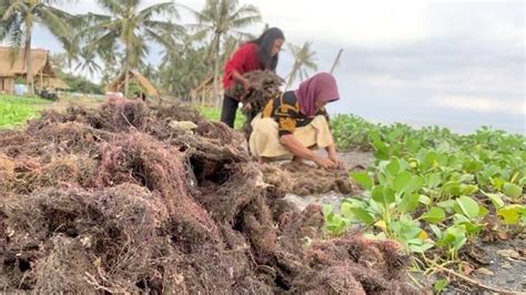 Presiden Jokowi Bakal Tinjau Hilirisasi Blue Food Rumput Laut Di