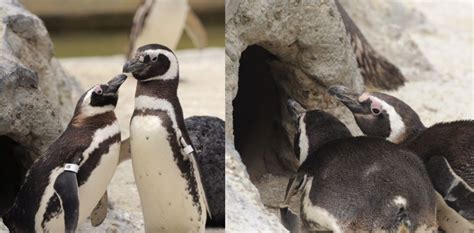 Pareja de pingüinos gay han logrado criar tres hijos