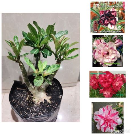 Jual Adenium Bunga Tumpuk Satu Pohon Warna Warni Shopee Indonesia