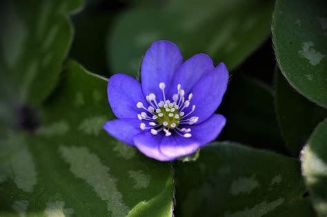 Plantas Con Flores Azules Belleza En Azul Una Planta