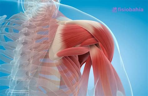 Tendinitis en el Hombro Síntomas y tratamiento Actualizado en 2025