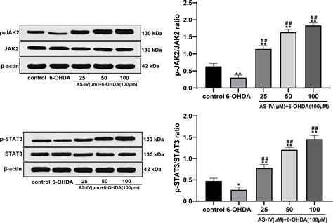 Frontiers Astragaloside IV Protects 6 Hydroxydopamine Induced SH SY5Y