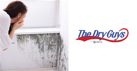 Trusted Black Mold Removal In Kenosha The Dry Guys