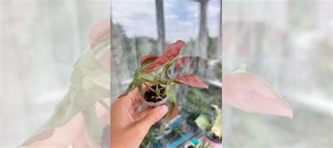 Сингониум Neon pink купить в Омске | Товары для дома и дачи | Авито