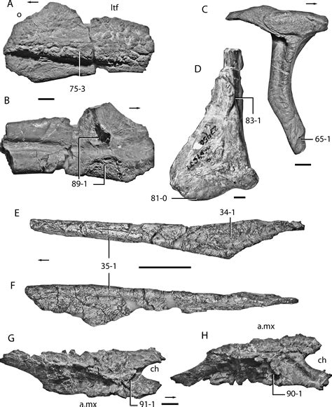 The Early Evolution of Archosaurs: Relationships and the Origin of ...