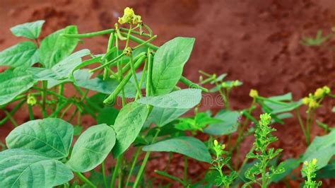 Cultivation Of Moong Mung Bean Green Pods Vigna Radiata And Mung Bean