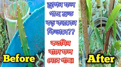 ড্রাগন ফল গাছ দ্রুত বড় করুনদেড় বছরের মধ্যে ফল দেবে গ্যারান্টি।grow