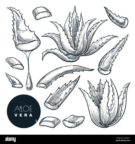 Aloe Vera Plant And Sliced Leaves Sketch Vector Illustration Natural