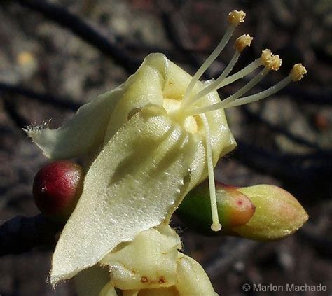 2310 Cebia Jasminodora Fragrant Ceiba Very Rare Fragrant Ceiba A