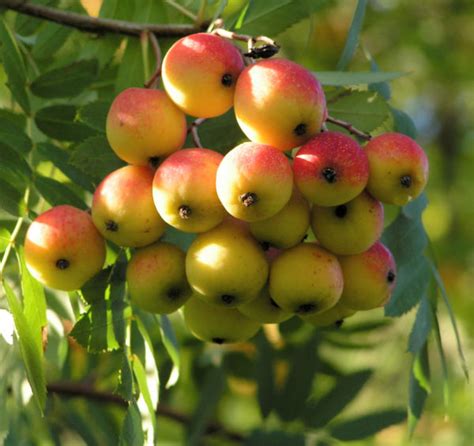 Speierling Baum Frucht Rot Gelb Sorbus Domestica Galerie Album Bilder Fotos