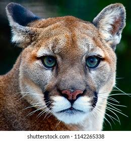 Mountain Lion Face Images, Stock Photos & Vectors | Shutterstock