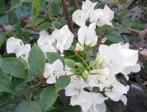 Купить семена Бугенвиллия или Бумажный цветок Bougainvillea Alba в ...